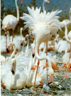 Flamencos en poca alta